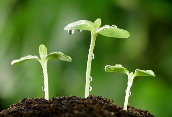 ֲ���������ڼ��ɷֻ���