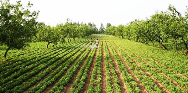 ʹ��ũҩɱ�������Щע�����