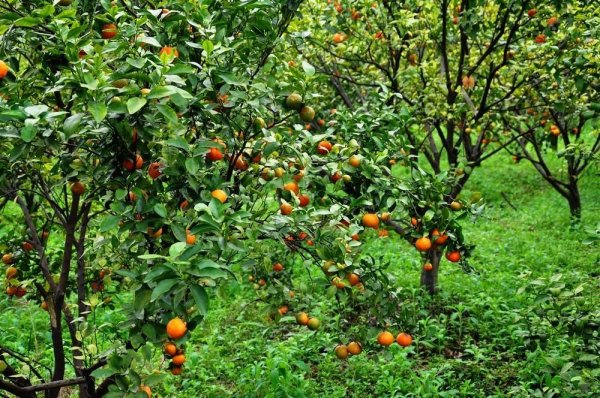 ���ٴ��財_���ٴ��財ͼƬ_���ٴ��財���μ���