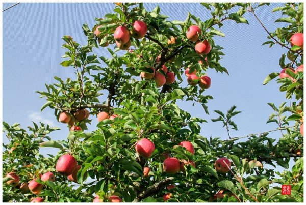 ƻ������_ƻ������ͼƬ_ƻ���������μ���