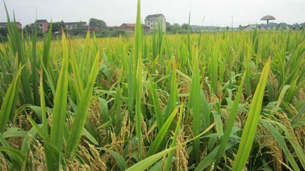 ���ۡ���ɫֲ���� ����ũҩ��ҵ��չ